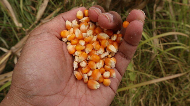 Hand Holding Dried Corn Kernels in a Corn Field