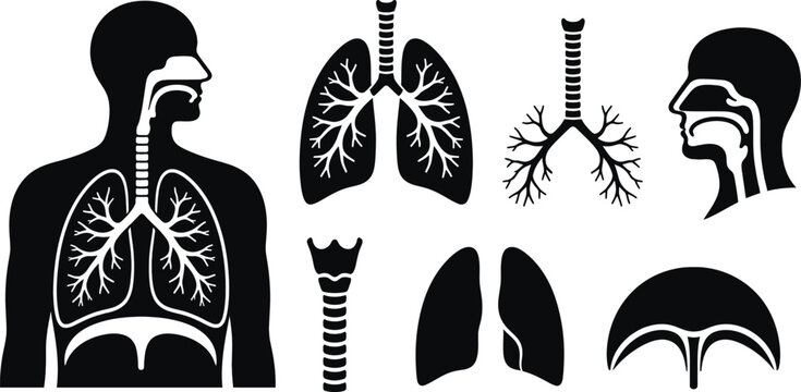 Respiratory System Anatomy and Human Lungs Black Silhouette Set