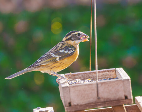 Black Headed Grosbeak, Pheucticus melanocephalus, eating seeds on a backyard bird feeder against a vibrant green background.