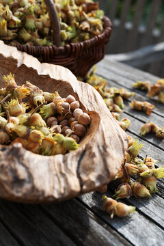 Freshly harvested hazelnuts. Nuts to dry in the autumn sun. Vertical close-up top view with short depth of field.