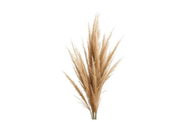 Fototapeta premium Bundle of dried pampas grass stems
