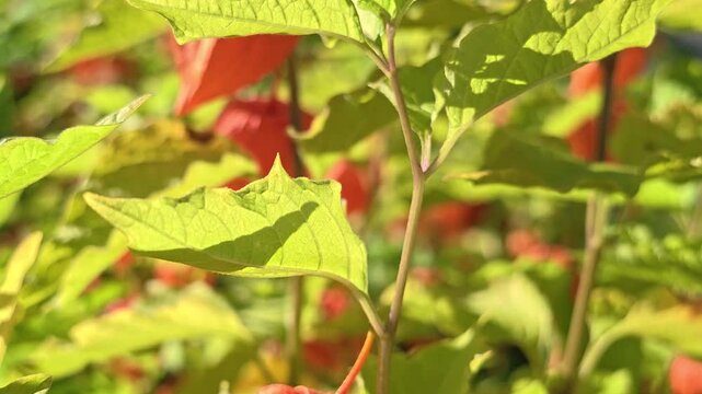 Rows of physalis. A close-up of a leafy plant with a fire hydrant in the background, suitable for use in urban or nature-based illustrations