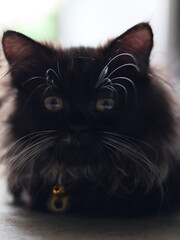 black and white cat © alita