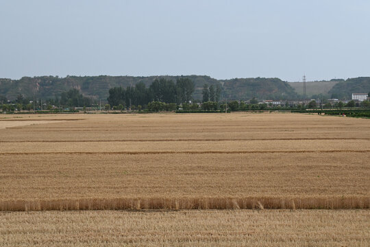Ripe Wheat Field with Distant Hills Under Overcast Sky in Henan, China
