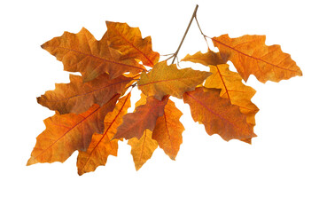 Obraz premium Branch with orange autumn leaves of Northern Red Oak isolated on a white background.