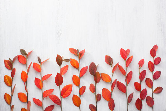 Colorful background with fresh multicolor autumn leaves of Cotoneaster  on  white wooden shabby board.  Flat lay.