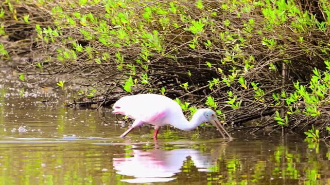 Roseate Spoonbill