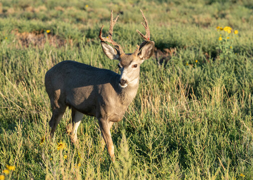 Colorado Wildlife. Wild Deer on the High Plains of Colorado. Mule Deer Buck at sunrise
