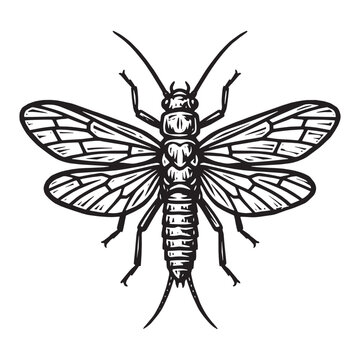 Vintage woodcut style stonefly insect illustration, monochrome engraved relief printmaking design of a winged bug isolated on white background, carved biological art.