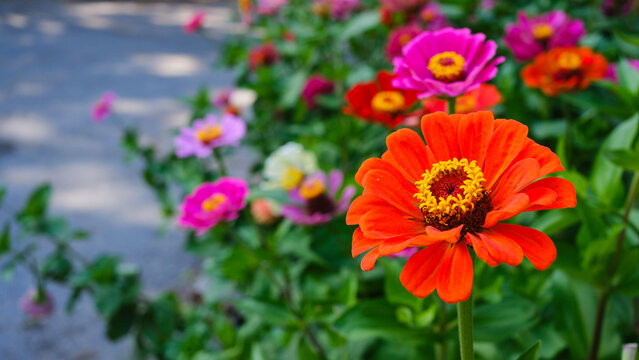 An orange zinnia in full bloom. The petals are clear, and the edges are slightly curled. Background for a garden banner design.