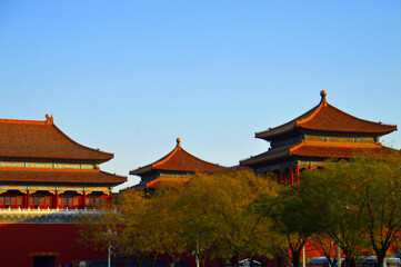 Fototapeta premium Forbidden City palace roofs framed by autumn trees in Beijing