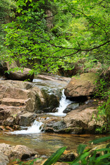 Forest Stream Cascading Over Rocks in Lush Green Woodland © VuDieu