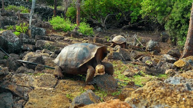 Giant tortoise facing the camera among sunlit lava rocks. A tortoise rests its forelegs on stones on the Galapagos Islands, with another animal farther behind.