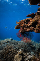 Vibrant red sea fan gorgonian hanging under coral ledge on tropical reef. © PIPE DIVE UNDERWATER