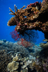 Vibrant red sea fan gorgonian hanging under coral ledge on tropical reef. © PIPE DIVE UNDERWATER