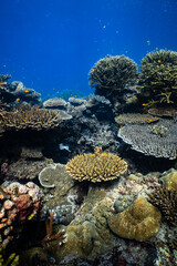 Blackspotted dog-faced pufferfish swimming over diverse coral reef ecosystem in ocean. © PIPE DIVE UNDERWATER