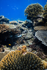 Blackspotted dog-faced pufferfish swimming over diverse coral reef ecosystem in ocean. © PIPE DIVE UNDERWATER