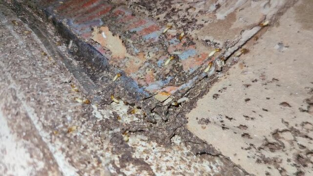 infestation of insects, termites or subterranean termites that are damaging the surface structure of cardboard materials and wall corners.
