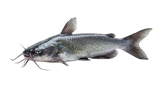 Catfish Photo Isolated on Black Background Freshwater Fish Wildlife Concept