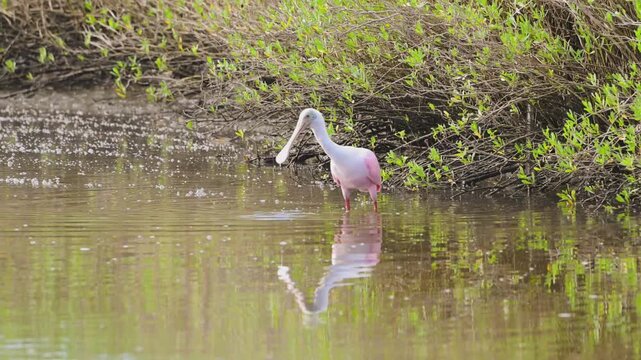 Roseate Spoonbill Feeding Video