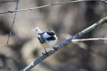 Black-Capped Chickadee Perched on a Branch in a Woodland © Claudia