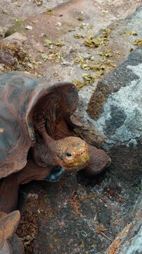Close view of a giant tortoise head beside a lava rock. A tortoise looks upward on the Galapagos Islands, revealing wrinkled skin and a curved shell opening.