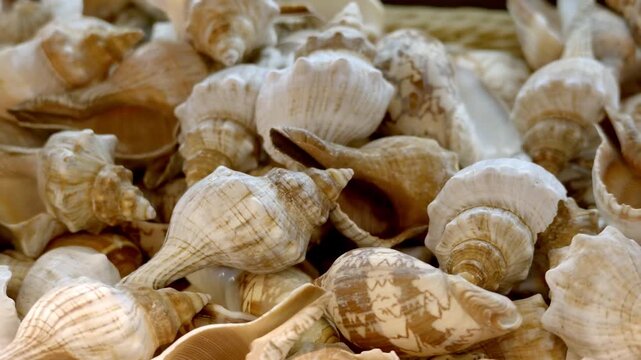 Collection of Various Sea Shells With Intricate Patterns