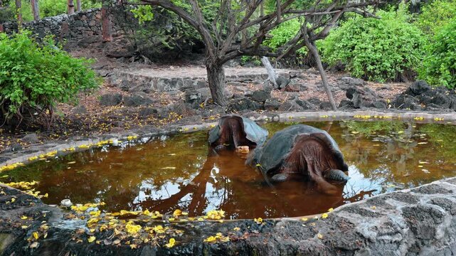 Two giant tortoises resting in a shallow pond. Dark shells rise above brown water bordered by lava rocks and yellow leaves on the Galapagos Islands.