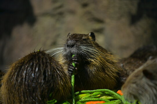 european otter lutra