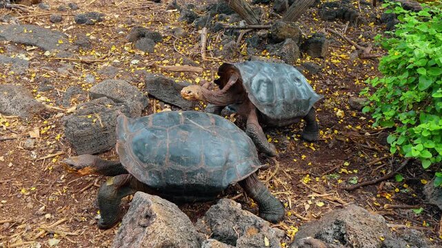 Two giant tortoises crossing leaf covered rocky soil. A broad shell fills the foreground as another tortoise approaches over stones on the Galapagos Islands.