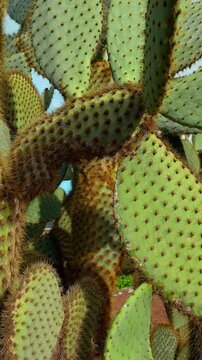 Close view of overlapping cactus pads covered in spines. Oval Opuntia pads fill the frame on the Galapagos Islands, with fine spines catching sunlight.