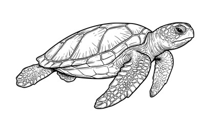 Obraz premium Detailed Sea Turtle Monochrome Wildlife Vector Illustration