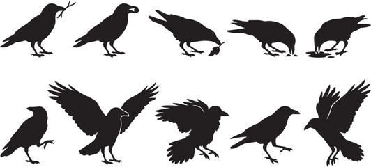 Obraz premium Black raven silhouettes set showing various postures flying, perching, carrying objects, and foraging isolated on white background