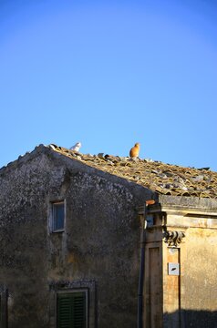 two cats on the tiled roof of an old stone building