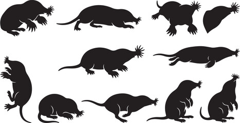 Fototapeta premium Black star nosed mole silhouettes set showing various postures crawling, digging, swimming, and standing isolated on white background.