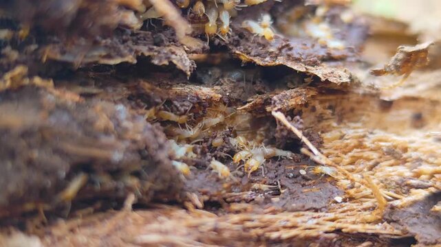 A termite mound structure with the texture of a decaying tree trunk. A cluster of termites set against a natural blurred background.