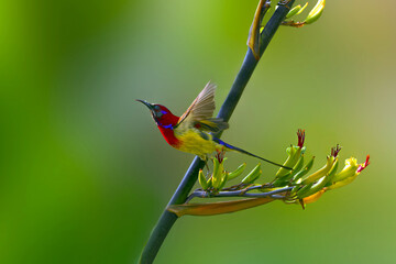 Colorful Sunbird Feeding on a Flowering Branch © LamQuang