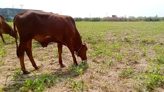 A herd of brown cows and black buffaloes grazing together in a dry agricultural field in a rural village. Livestock farming and dairy concept in Punjab Pakistan. Group of cattle eating grass in countr
