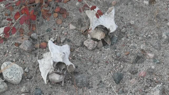 Animal Vertebrae Lying on Tundra Ground in Kangerlussuaq, Greenland