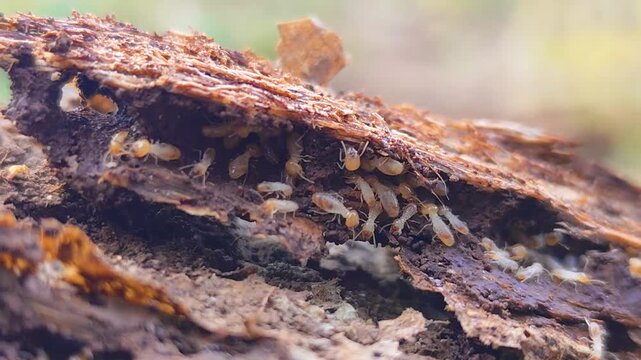 A termite mound structure with the texture of a decaying tree trunk. A cluster of termites set against a natural blurred background.