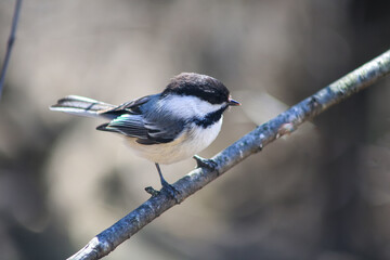 Black-Capped Chickadee Perched on a Branch in Woodland © Claudia