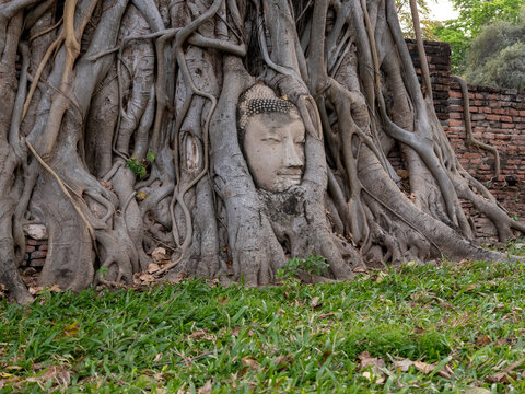 Buddha Head in Tree Roots at Ancient Temple Ruins in Ayutthaya, Thailand