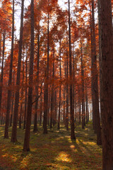 Fototapeta premium Sunlit Autumn Forest with Tall Trees