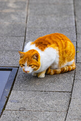 Orange and White Cat Crouching on a Stone Pavement © DinhAnhMy