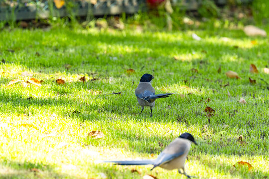 Two Wild Birds on Sunlit Grass