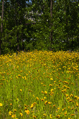 Obraz premium Yellow Wildflowers in a Green Meadow