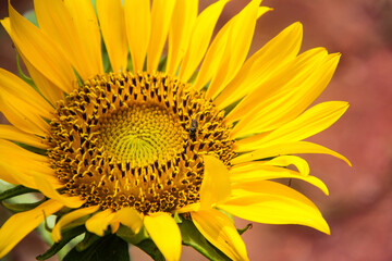 Obraz premium Close-Up of Yellow Sunflower Blossom with Bee