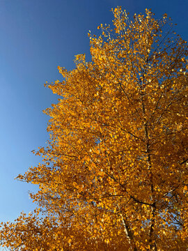 Fall yellow golden leaves of aspen tree vertical