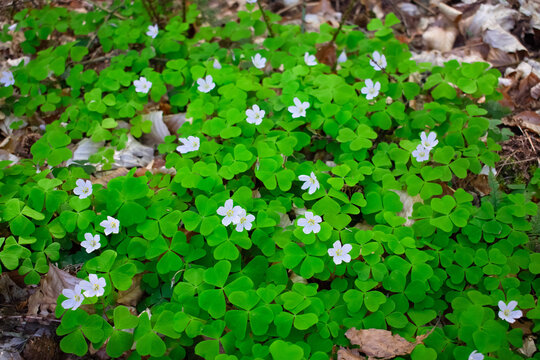 A carpet of blooming wood sorrel with bright green, heart-shaped leaves and small white flowers featuring yellow stamens grows amidst last year's fallen leaves. Springtime. Forest landscape. Image. 