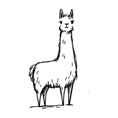Fototapeta premium Standing llama line drawing